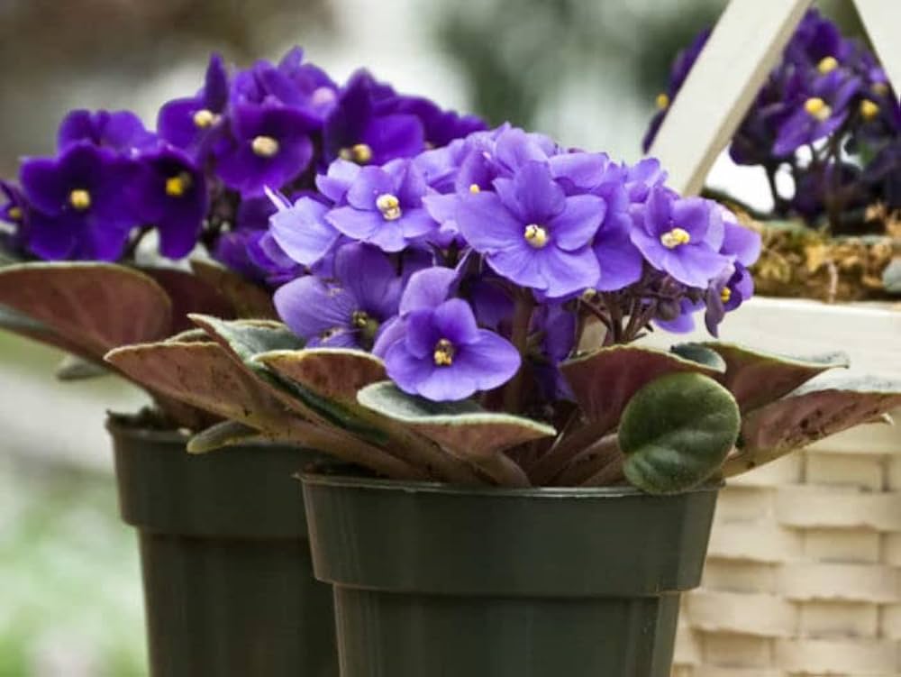 African Violet Saintpaulia Ionantha Perennial Flower - for planting in home garden